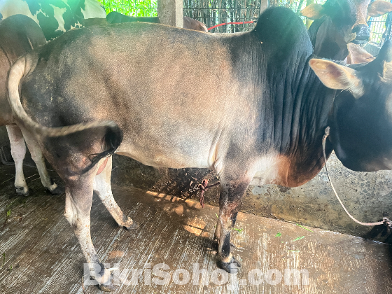 কুরবানি উপযোগী দেশি ষাড় গরু